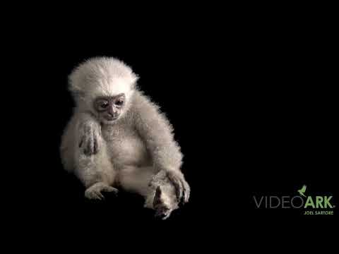 A juvenile endangered (IUCN) and federally endangered silvery gibbon (Hylobates moloch).