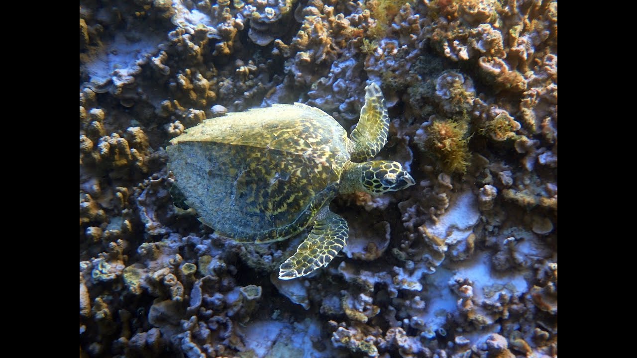 Rare sighting of a critically endangered juvenile hawksbill turtle in Emily Bay, on Norfolk Island