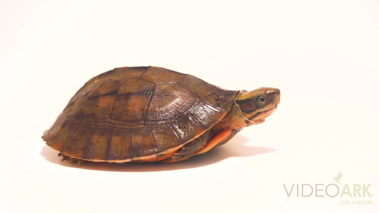 A critically endangered juvenile Vietnamese three-striped box turtle (Cuora cyclornata annamitica).