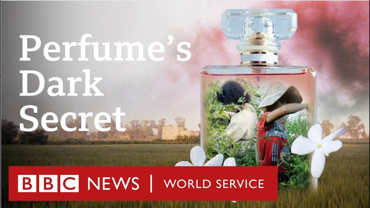 Child labour behind global brands’ best-selling perfumes – BBC World Service Documentaries