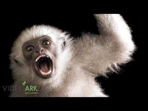 A juvenile endangered (IUCN) and federally endangered silvery gibbon (Hylobates moloch).