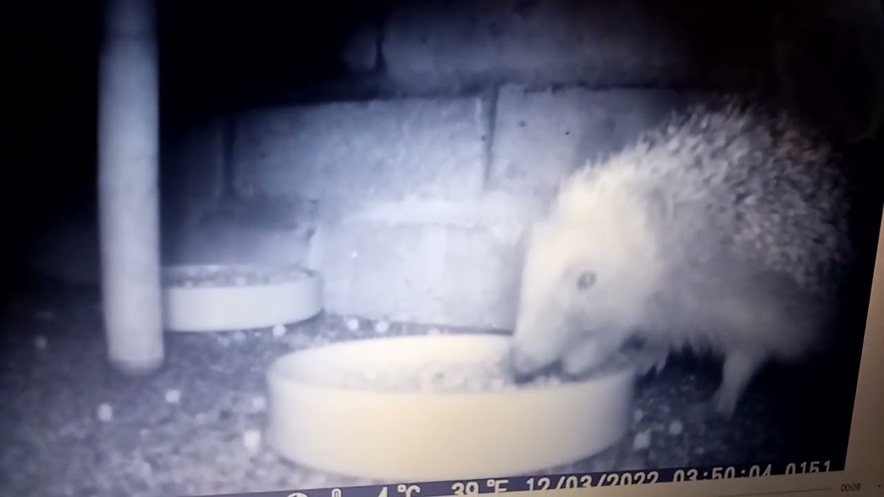 Juvenile Hedgehog visiting – breakfast time! Endangered British wildlife