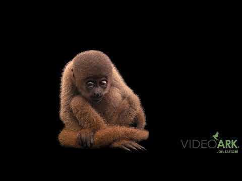 An endangered, male, juvenile gray woolly monkey (Lagothrix cana) from Cetas-IBAMA.