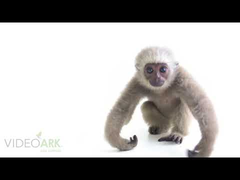 A juvenile endangered (IUCN) and federally endangered silvery gibbon (Hylobates moloch).