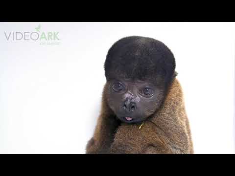 An endangered female juvenile Peruvian woolly monkey (Lagothrix cana) from Cetas-IBAMA.