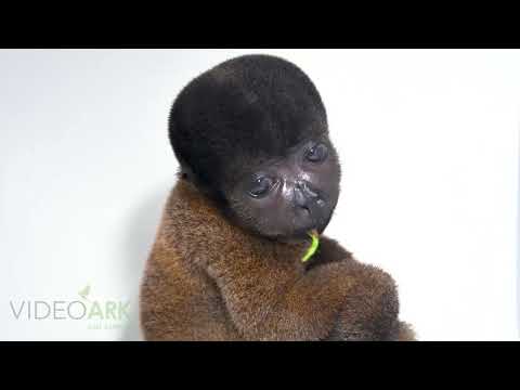 An endangered female juvenile Peruvian woolly monkey (Lagothrix cana) from Cetas-IBAMA.
