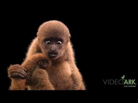 An endangered, male, juvenile gray woolly monkey (Lagothrix cana) from Cetas-IBAMA.