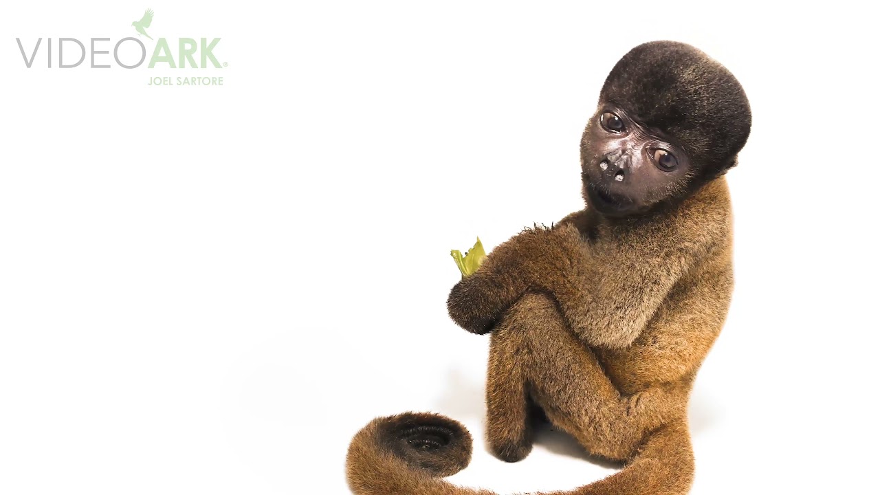 An endangered female juvenile Peruvian woolly monkey (Lagothrix cana) from Cetas-IBAMA