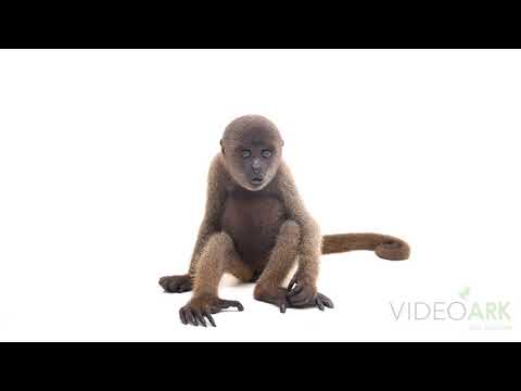 An endangered, male, juvenile gray woolly monkey (Lagothrix cana) from Cetas-IBAMA.
