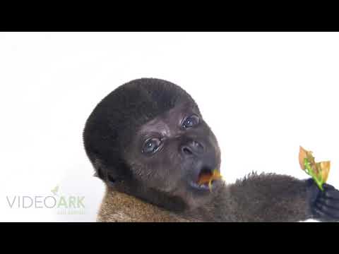 An endangered female juvenile Peruvian woolly monkey (Lagothrix cana) from Cetas-IBAMA.