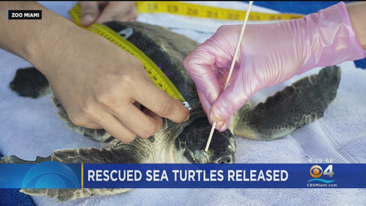 Critically endangered turtles released into wild after rehab stay at Zoo Miami Turtle Hospital