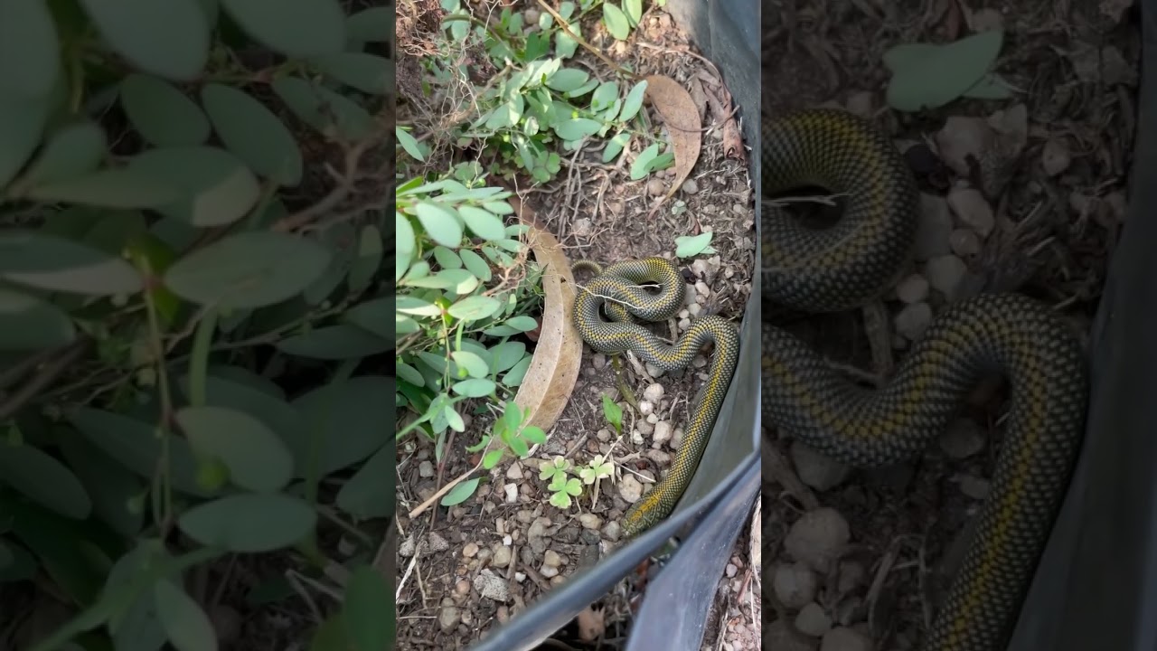 #Aurora #House #Snake #Juvenile #Relocation #Endangered #Species