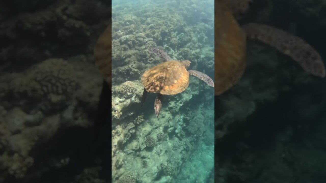 Juvenile Hawaiian Green Sea Turtle and Eagle Rays at Kaanapali Beach