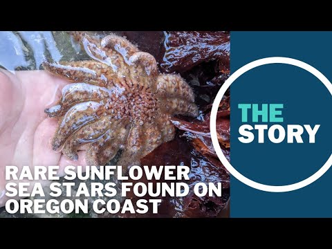 25 endangered sunflower sea stars found in Newport’s Yaquina Bay