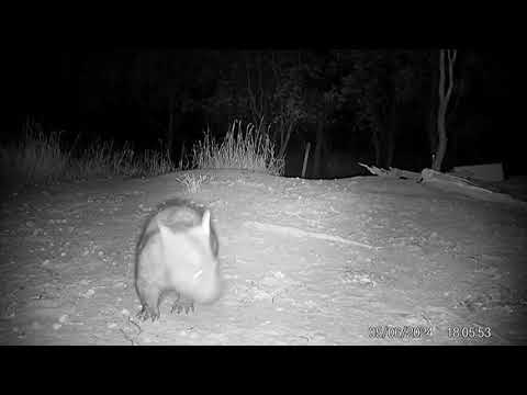 Critically endangered northern hairy-nosed wombat filmed in Australia