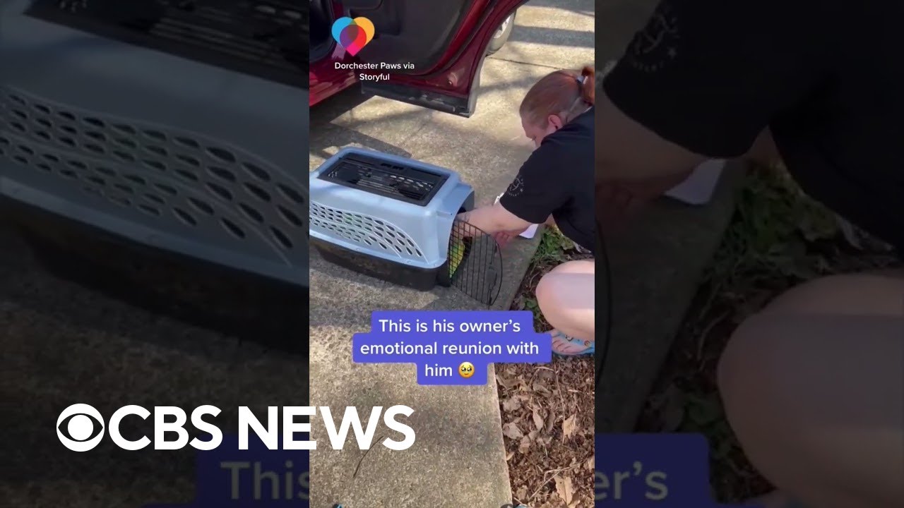 18-year-old dog missing for 3 years reunites with owner after being found in another state #shorts