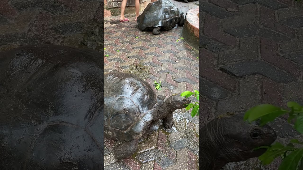 Endangered Aldabra Tortoises in Zanzibar’s Prison Island #Shorts