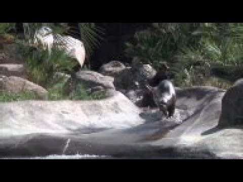 Three endangered giant otter pups made their debut at the Los Angeles Zoo Thursday. (July 17)
