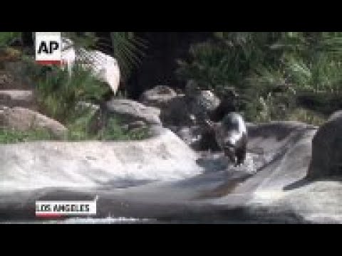 Three endangered giant otter pups made their debut at the Los Angeles Zoo Thursday. (July 17)