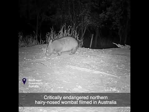 Critically endangered northern hairy-nosed wombat filmed in Australia