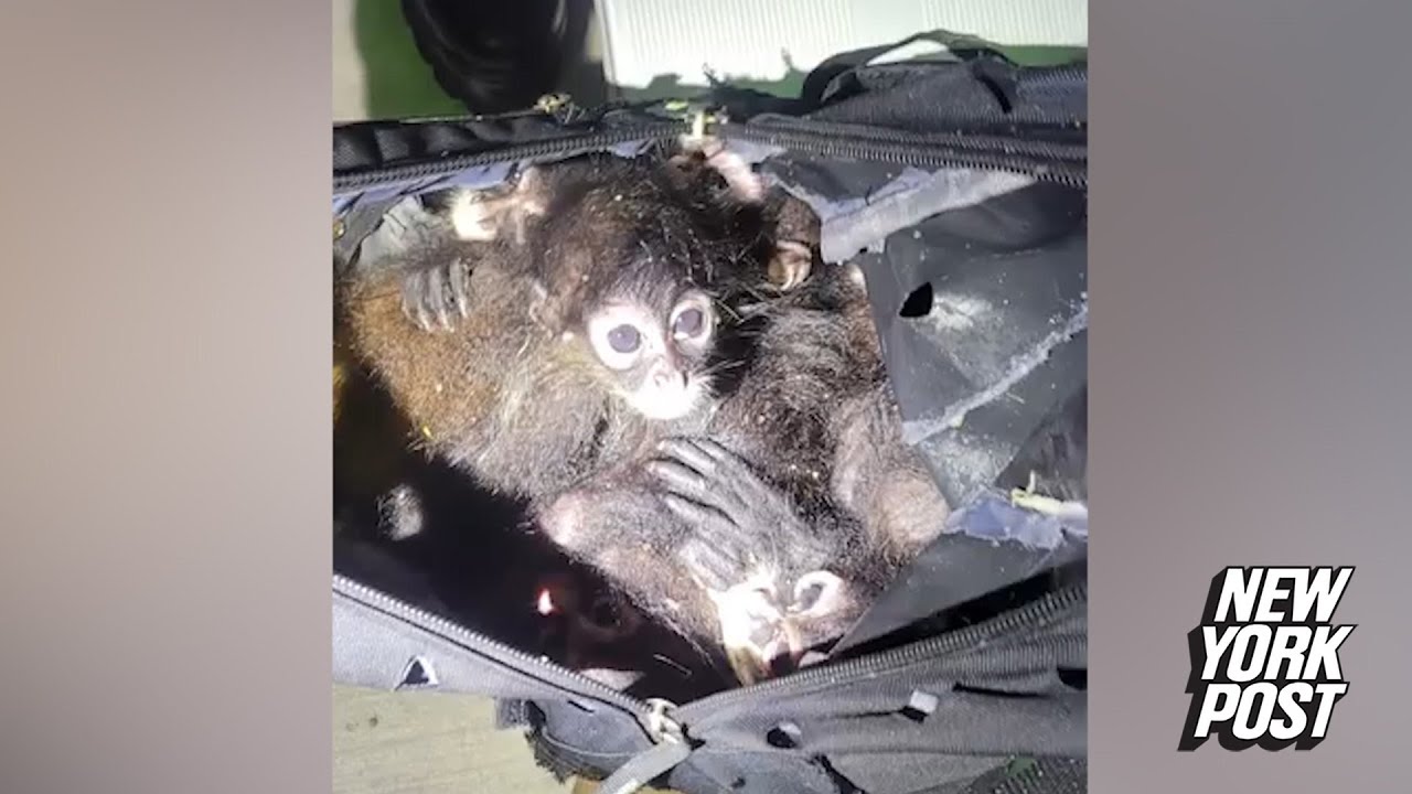 Border agents save 7 endangered spider monkeys being smuggled in a backpack: ‘Aw, poor babies’