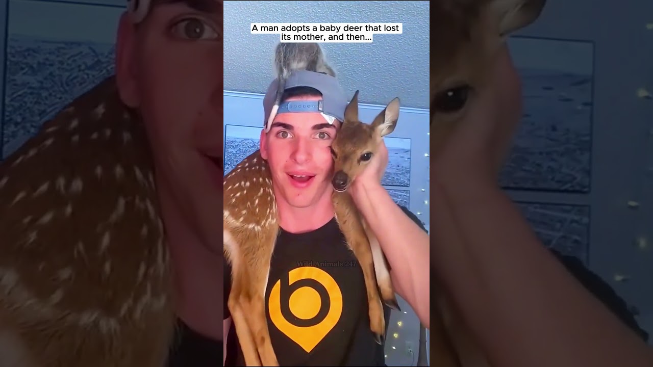 A man adopts a baby deer that lost its mother #deer #babydeer #short