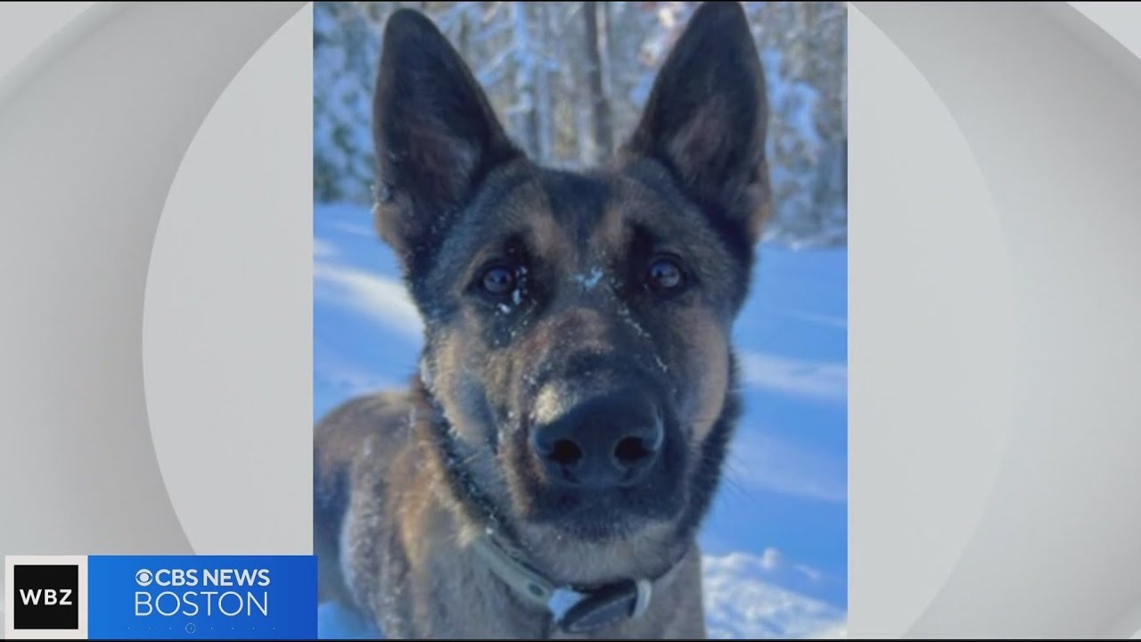 Auburn police K9 tracks down missing child on freezing cold night