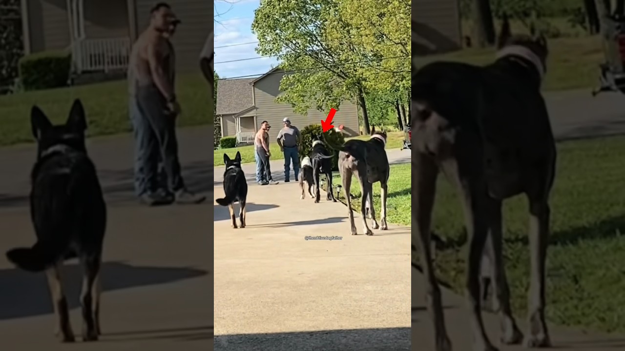 Dogs Alert! Protecting Their Girl! #shorts #dog #independenceday