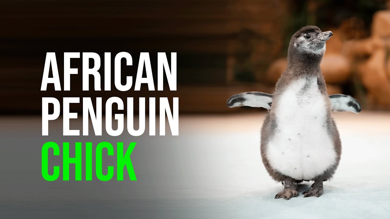 Welcome, Marge! National Aviary Announces Name and Gender of Endangered African Penguin Chick