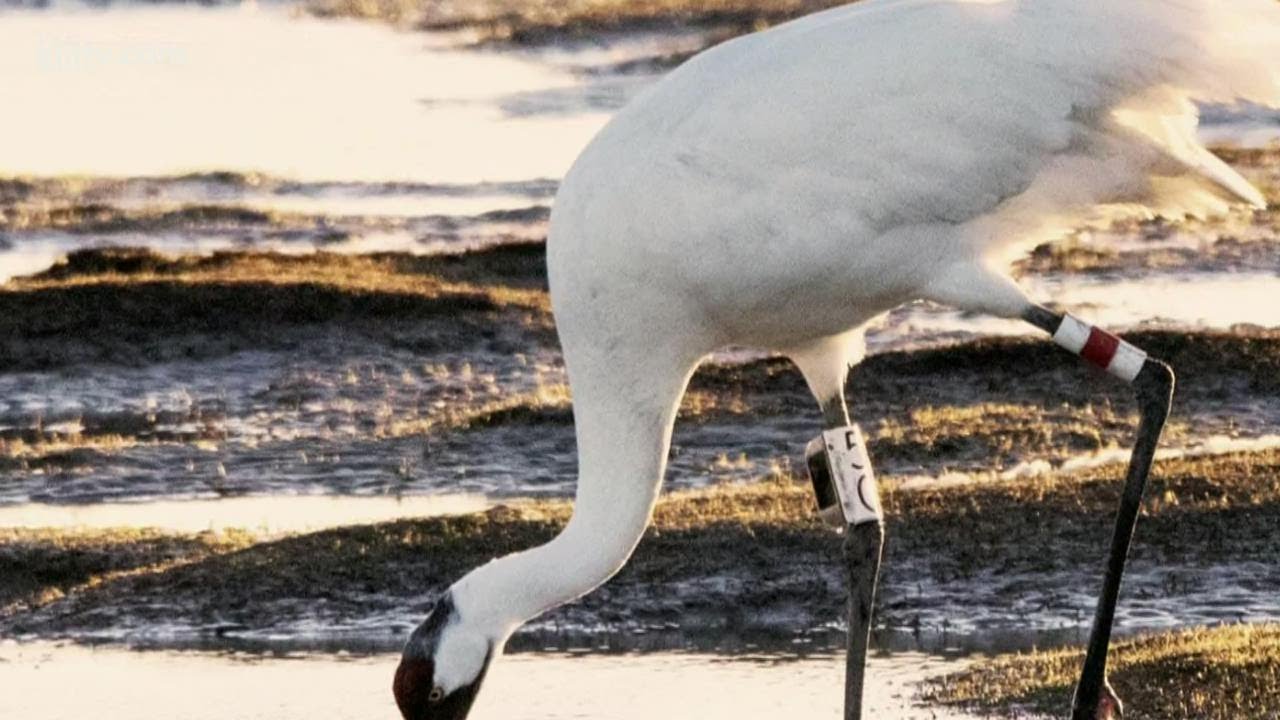 Researchers survey endangered whooping cranes north of Rockport
