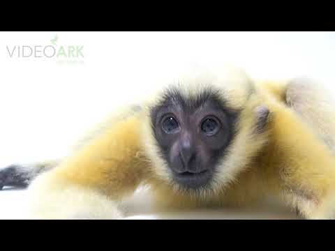 A critically endangered Northern white-cheeked gibbon (Nomascus leucogenys).