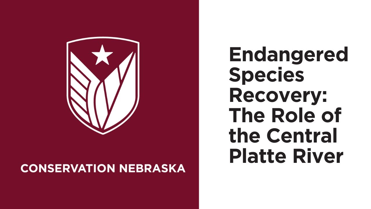 Endangered Species Recovery: The Role of the Central Platte River
