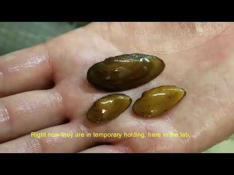 Propagating Threatened and Endangered Mussels in Eastern North Carolina