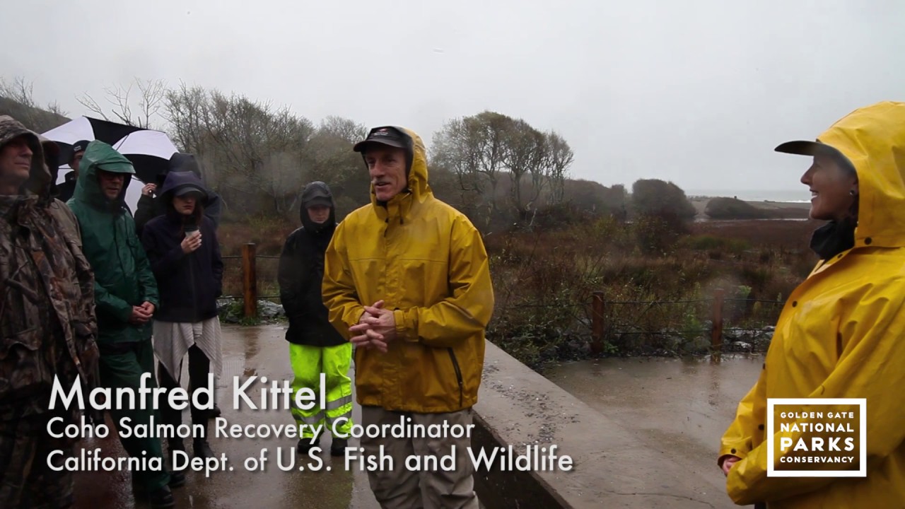 Endangered Coho Salmon Re-released into Redwood Creek at Muir Beach
