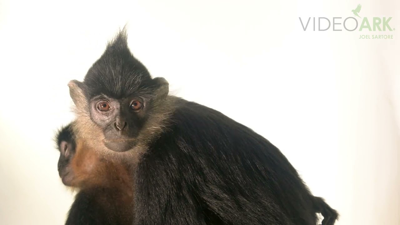 A mother and juvenile critically endangered Delacour’s langur (Trachypithecus delacouri) at EPRC.