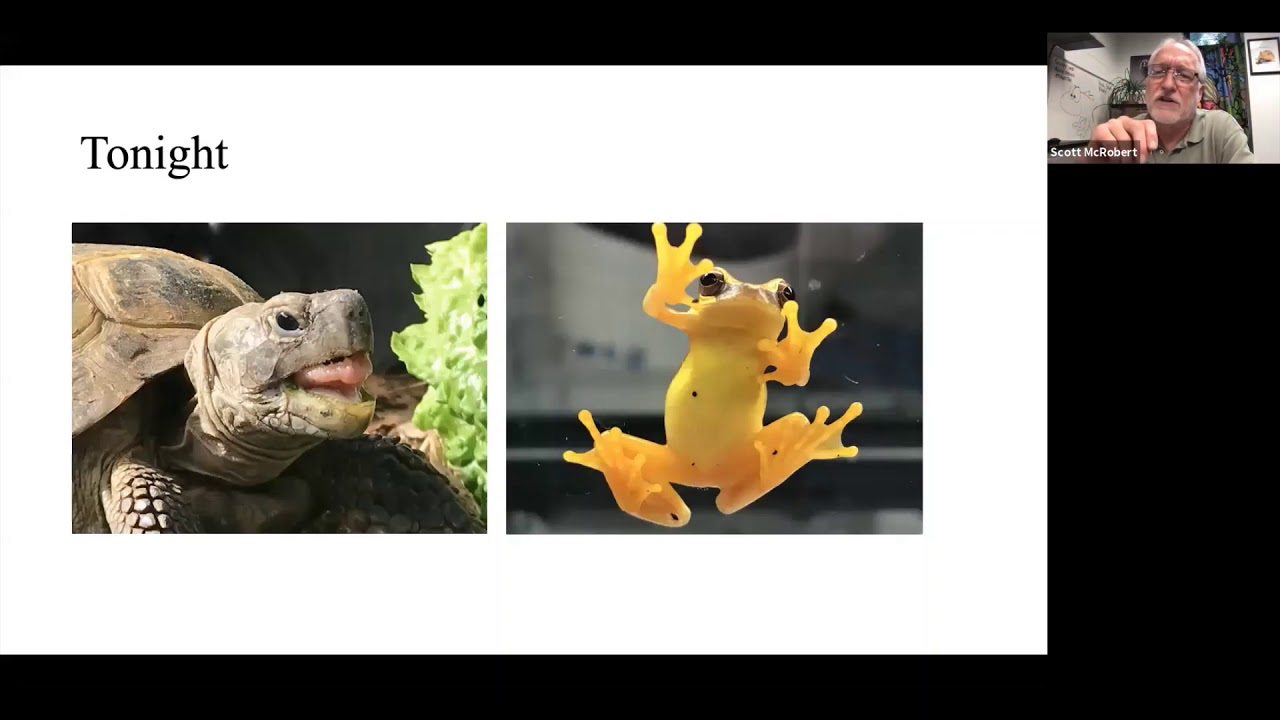 Life in a Biodiversity Lab: Endangered Turtles and Using Poison Dart Frogs to Study Climate Change