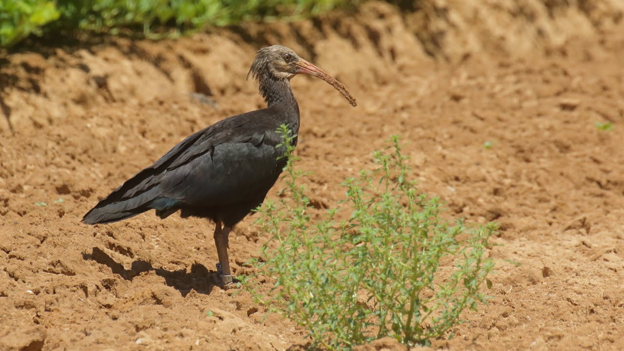 The rarest and critically endangered Northern bald ibis מגלן מצויץ Kuzey kelaynak أبو منجل الأصلع