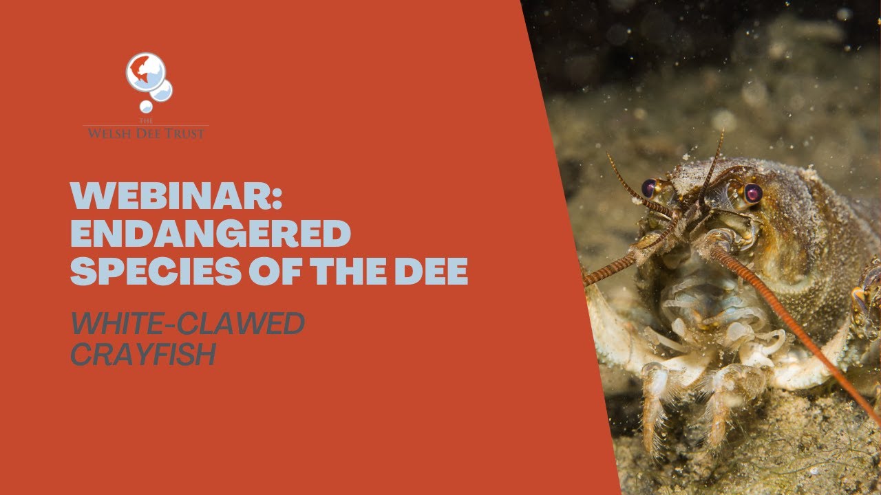 Webinar: Endangered Species of the River Dee: White Clawed Crayfish.