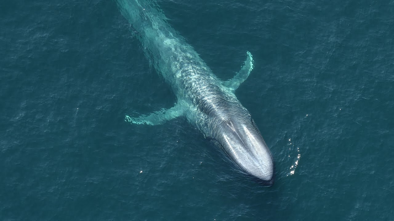 Blue Planet Science Series: Endangered Species Day – Part I