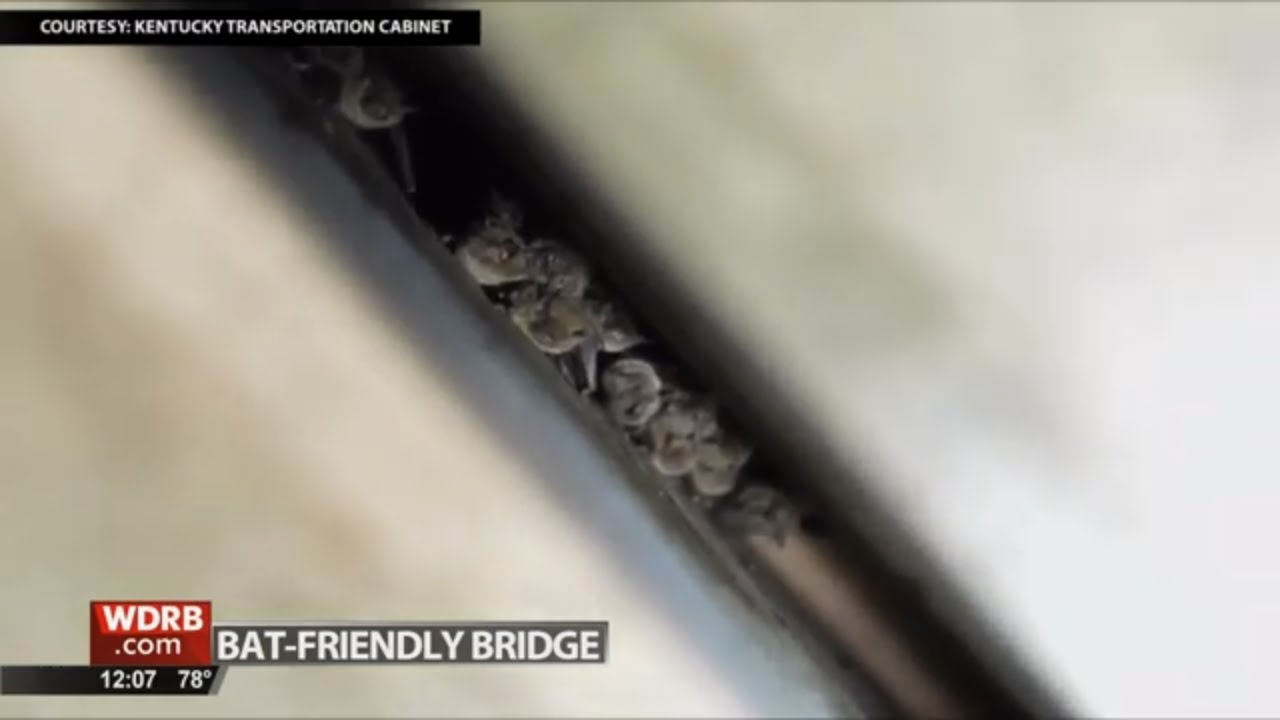 Bat-friendly bridge in Kentucky being used to protect endangered bat species