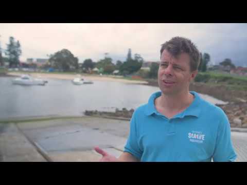 Gang hooks removed from the eye of a Critically Endangered Grey Nurse Shark in the wild