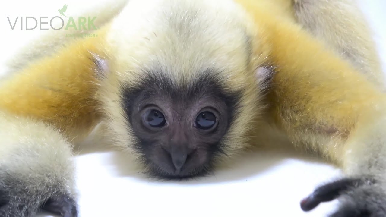 A critically endangered Northern white cheeked gibbon (Nomascus leucogenys).