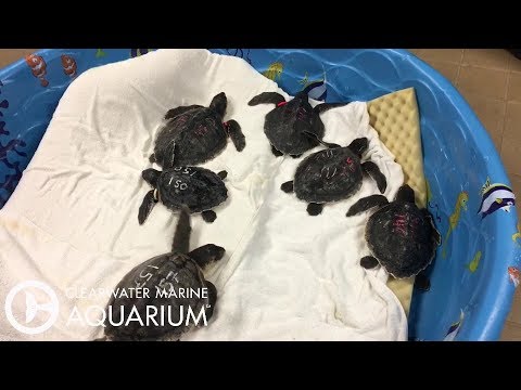 12 Endangered Sea Turtles Arrive From New England Mass Cold Stun Event