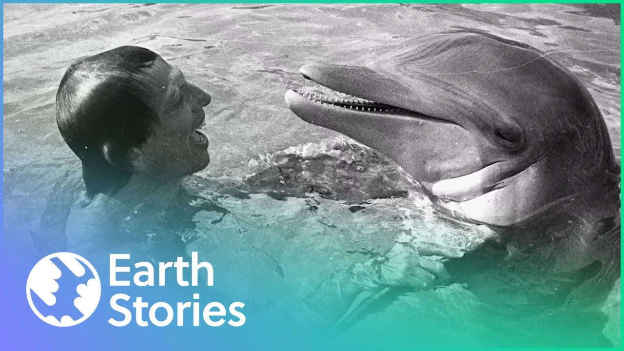 How Can Humans Protect Endangered Dolphins? | Changing Seas