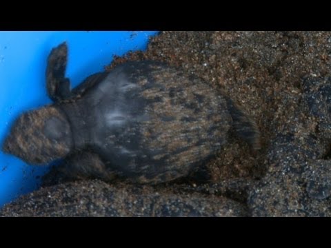 Northern Cyprus offers safe haven for endangered turtles