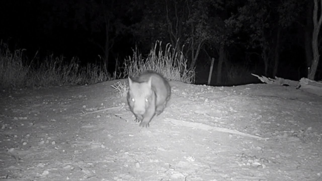 Exciting footage captured of critically endangered wombat