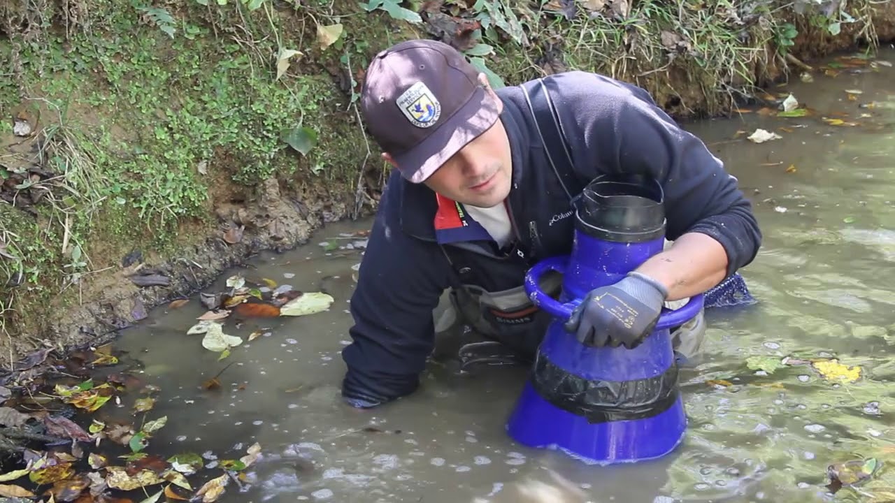 Ultimate underdog – endangered Carolina heelsplitter mussels stocked into Gills Creek
