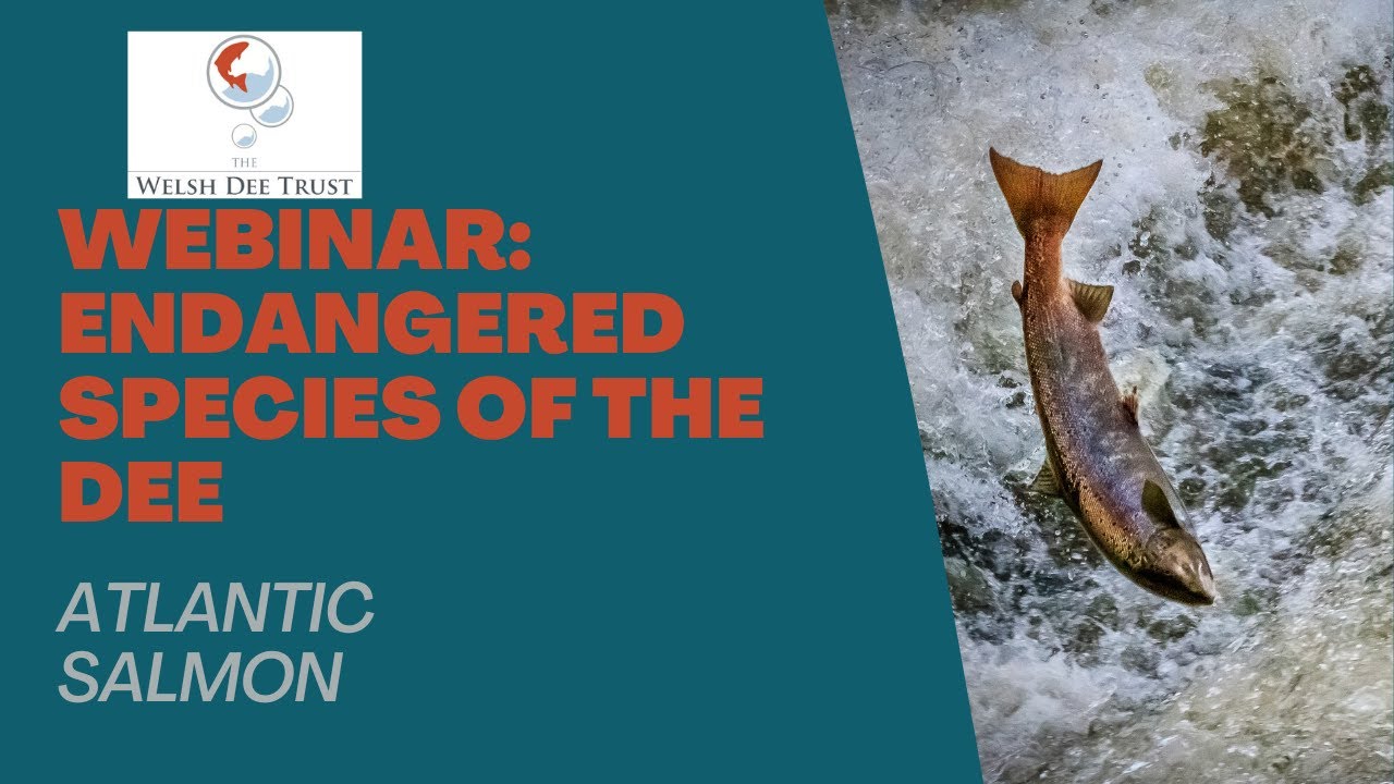Webinar: Endangered species of the River Dee: Atlantic Salmon