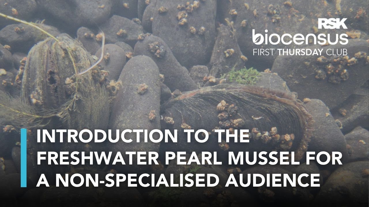 What lives beneath? An insight into the fascinating world of the endangered freshwater pearl mussel