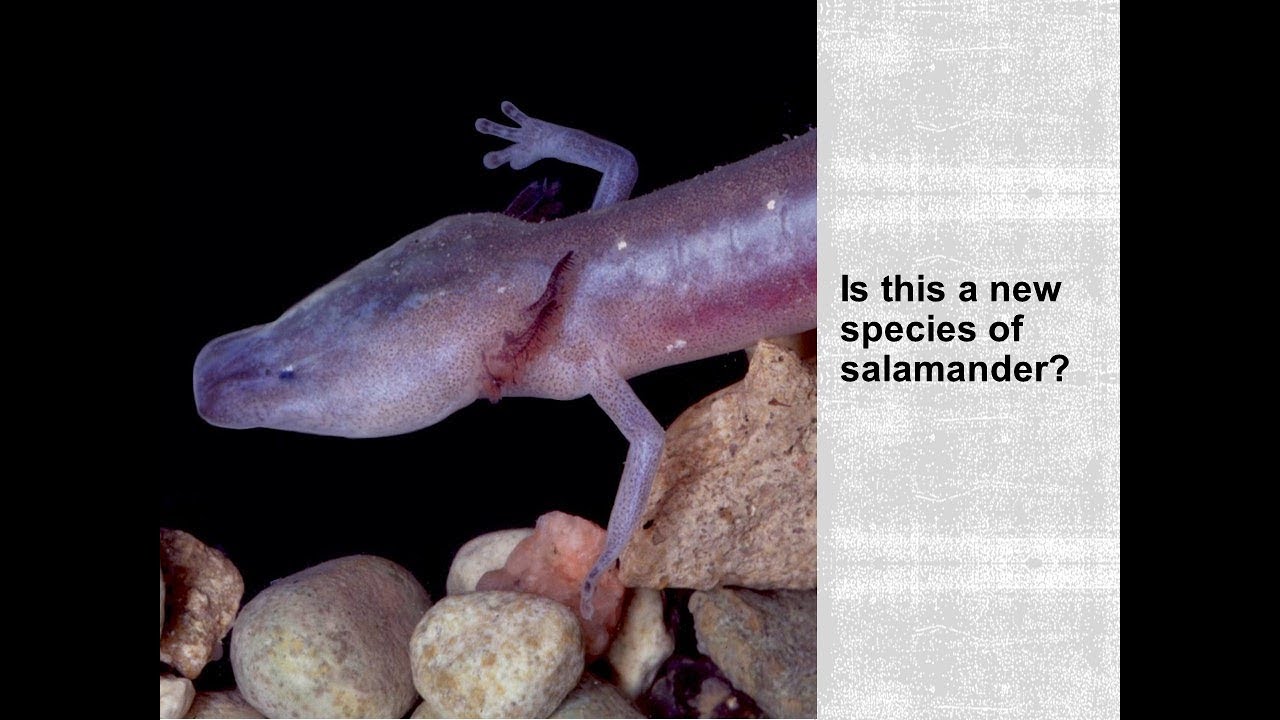 How a Salamander Saved a City: The Politics and Science of Endangered Species (HSCT #101)